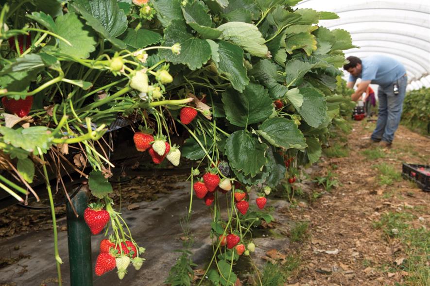 Soft fruit: many growers have renewed confidence to invest in production on the back of a record season this year - image: HW