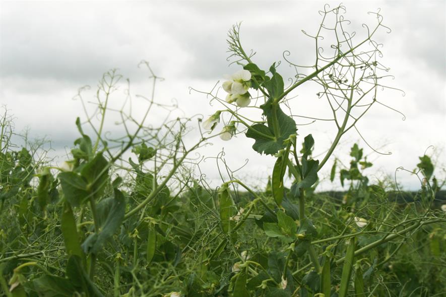 Vining peas: leguminous crop - image: HW