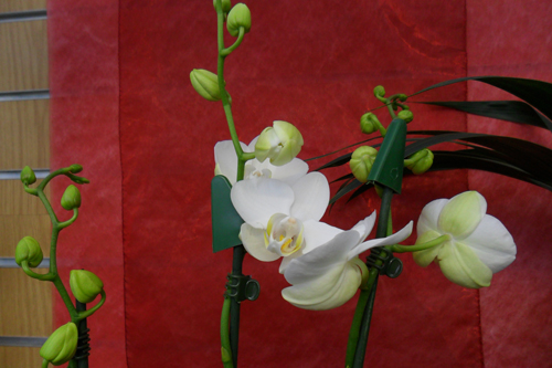 Orchid - image: HW