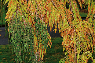 Taxodium mucronatum - image: FlickR/Tony Rodd