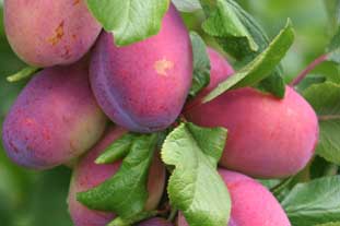 Plum domestica ‘Victoria’ AGM - photo: Blackmoor Nurseries