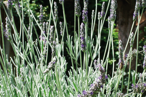 Lavandula 'Kingston' - Bransford Webbs