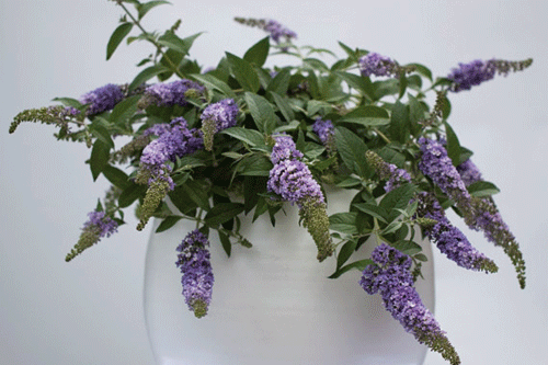 Buddleja 'Lilac Chip' - image: Bransford Webbs