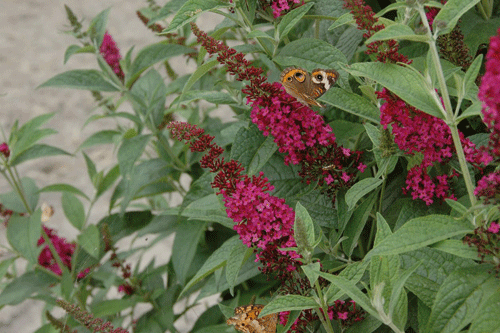 Buddleja 'Red Chip' - image: Bransford Webbs