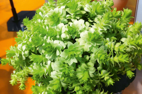 Kalanchoe 'Paris Evergreen' - image: IPM
