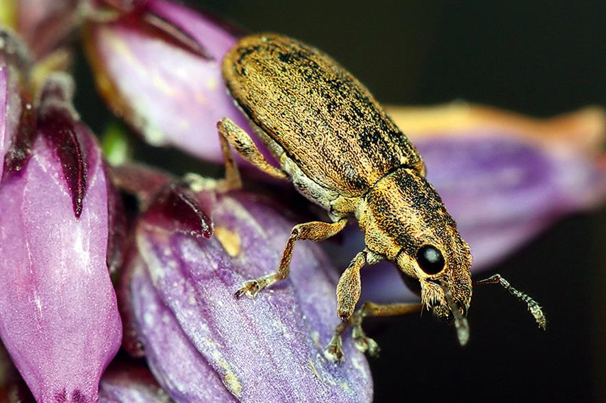 Weevil: damaging pest of peas