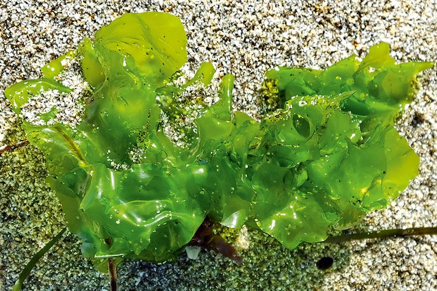 Ulva lactuca: summer cultivation of green seaweed being evaluated