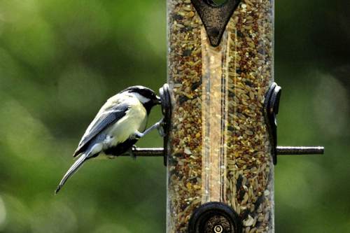 Bird feeders attract diverse species to gardens - image: British Trust for Ornithology