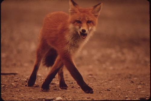 Orchard Park Farm garden centre worker Joe Hashman was sacked for holding anti-fox hunting beliefs - image: Morguefile