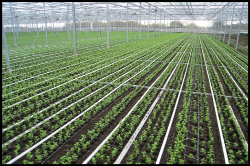 Plant producers must have a say in garden centre marketing to help boost sales says Tim Briercliffe - image: HW
