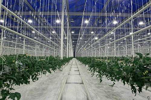 DF Agro glasshouse - image: Group DF