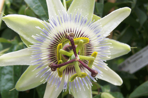 Passion flowers: split labels can help retailers to show off the plants’ ornate blooms as well as their attractive fruits - image: HW