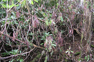 Breeding ground: Rhododendron has helped to spread the disease. Image: HW