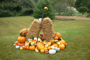 Pumpkins and squash: becoming mainstream crop for UK market. Image: HW