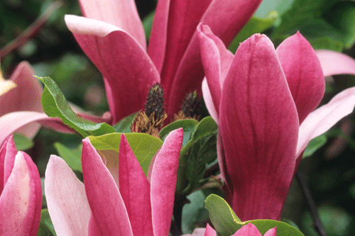 Magnolia liliiflora Nigra - image: Hayloft Plants