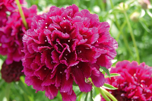 Scabious Plum Pudding - image: Hayloft Plants