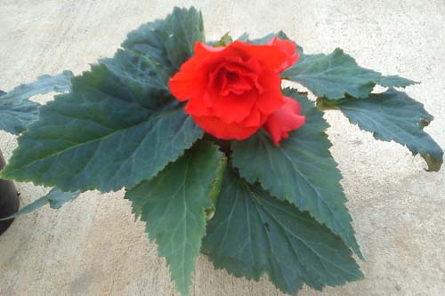 Begonia ‘Kimjongilia’ - image: Dr Russell Sharp