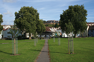 Victoria Park: 250 trees have been planted by the community   Image: HW