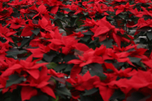 Poinsettias: UK-grown stock to suffer from price pressures but is in growing demand from supermarkets  Image: HW