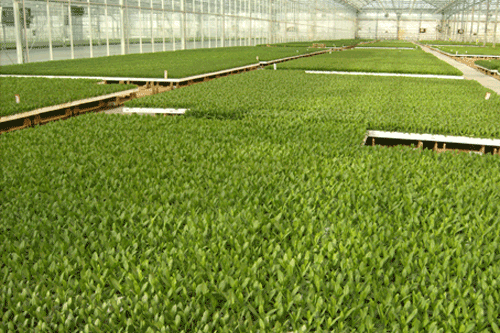 Florensis Cut Flowers is a producer/distributor of seeds and young plants for cut flowers from seed and is based in Rijsenhout, the Netherlands - image: Florensis