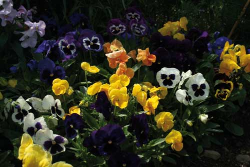 Strong pansy sales - Image: Pansy Muskateers from Sutton Seeds