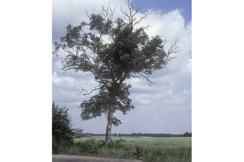 Ash trees are under threat from disease - image: Forestry Commission