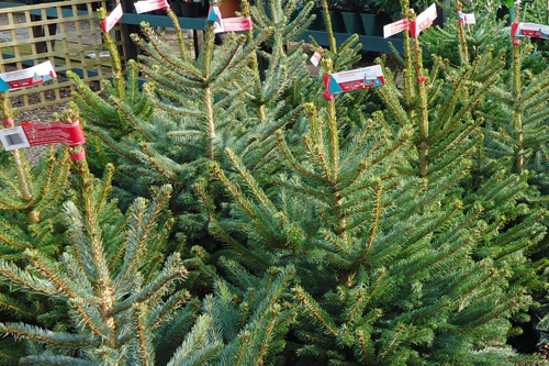 Christmas tree pricing has varied by up to £25 this year - image: HW