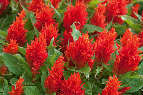 Celosia argentea Plumosa 'Arrabona' - image: Fleuroselect