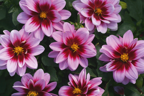 Dahlia sel 'Dalaya Yogi' - image: Fleuroselect