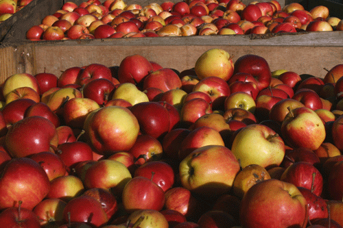 Increased top fruit imports are unlikely in the short term because harvests this year have also been poor elsewhere - image: HW