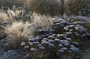 S. 'Herbstfreude'. Image: Garden Picture Library