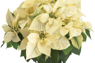 Euphorbia pulcherrima 'Polar Bear'. Image: Ecke
