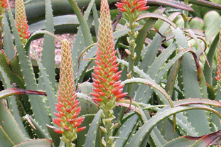 Aloe arborescens - image: Trewidden Nursery