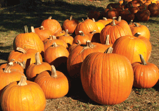 Although a seasonal niche product pumpkins are profitable - image: Morguefile