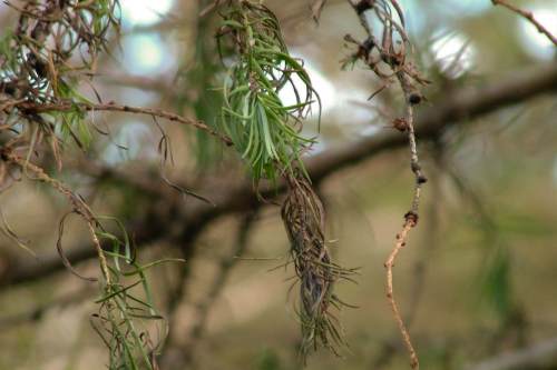 It is difficult to identify the presence of ramorum disease in larch once needles have fallen - image: Forestry Commission