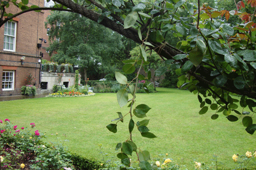 Downing St garden