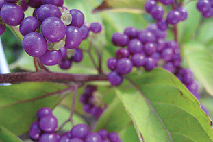 Callicarpa dichotoma 'Issai' Image: Flickr/Jennifer