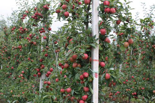 Gala apples at Sainbury's concept orchard at Rankin Farm, Kent has a yield target of 60t/ha - image: Brian Lovelidge