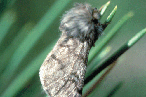 Adult pine processionary moth - image: DD Cadahia