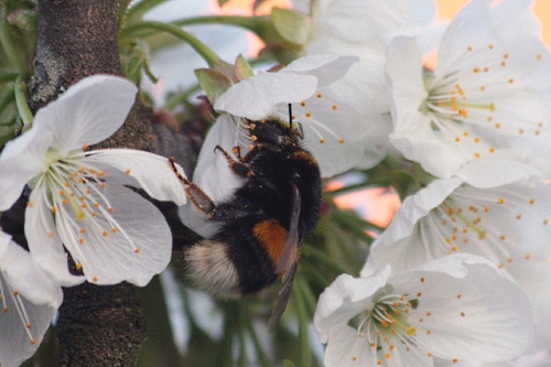 bumblebee - image: Karamellzucker
