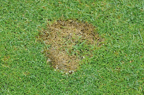 Fusarium patch: Image HW