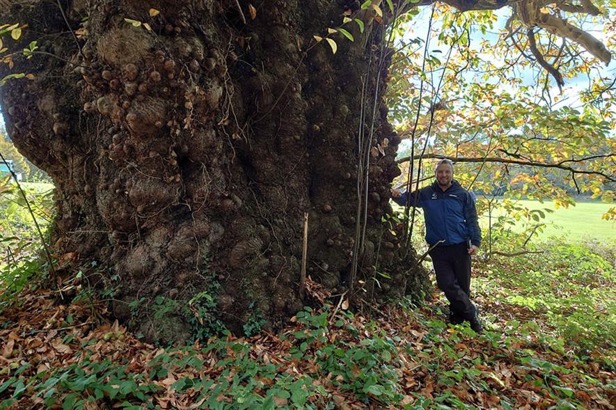 An ancient sweet chestnut tree with trunk of at least 3m diameter, on the shortlist for the Woodland Trust's 'Tree of the Year'