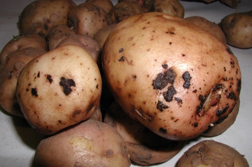 Ризоктониоз картофеля фото