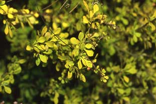 Berberis - photo: Adrian Thomas