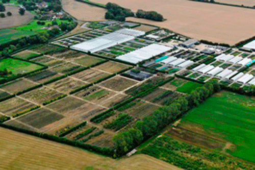 Palmstead Nurseries - image: PN