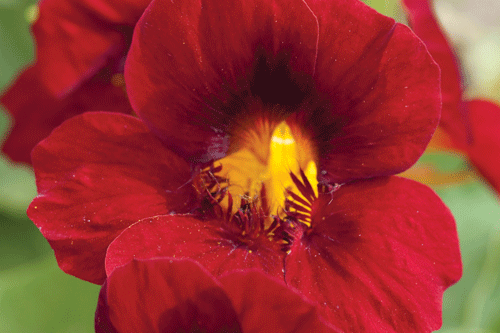 Nasturtium 'Crimson Emperor' - image: Thompson & Morgan