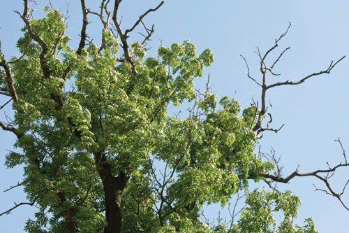 Concerns are mounting over spread of ash dieback in the UK - image: PA