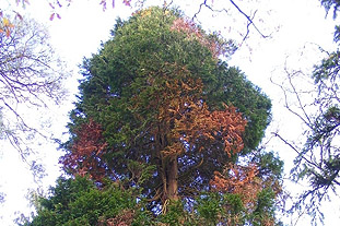 Phytophthora lateralis found on 80 Lawson’s cypress trees in Balloch Castle Country Park, Scotland - image: Forestry Commission