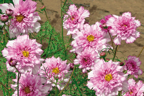 Cosmos 'Double click bicolour pink' - image: Kings Seeds