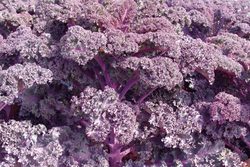 Borecole 'Scarlet' - image: Kings Seeds